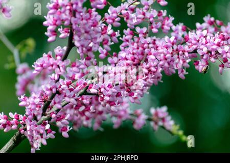 L'albero scarlatto è un albero con fiori viola fiorenti, l'albero di Cercis o di Giuda. Rami con piccoli fiori vicino. Foto Stock