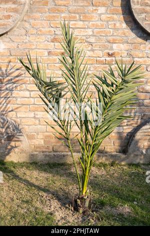 Piccola palma da dattero nel prato Foto Stock