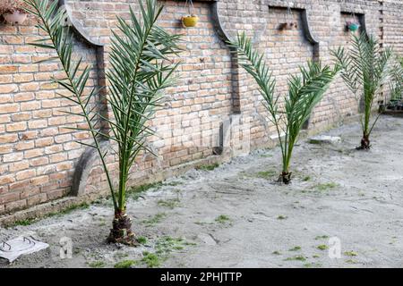 Small date palm trees planted in the garden Foto Stock