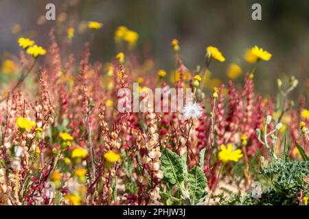 Fiori rosa di una pianta flowering pecora Sorrel Rumex acetosella primo piano Foto Stock