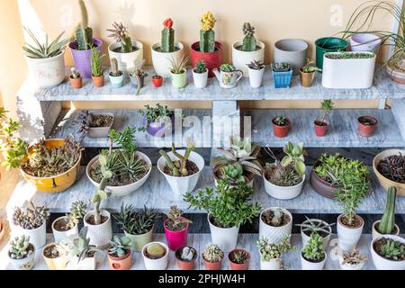 Diverse piante succulente in eleganti vasi da fiori su tavolo bianco all' interno. Design degli interni Foto stock - Alamy