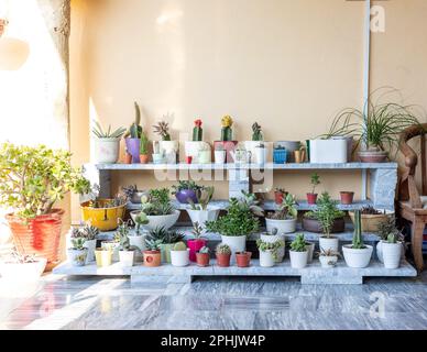 Cactus amante. Collezione di cactus in eleganti vasi di ceramica sul tavolo  di legno. Casa minimalista interno con composizione di cactus e piante  grasse Foto stock - Alamy