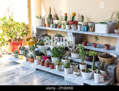 Collezione di cactus e succulenti in piccoli vasi decorativi in ceramica disposti su uno stand in marmo Foto Stock