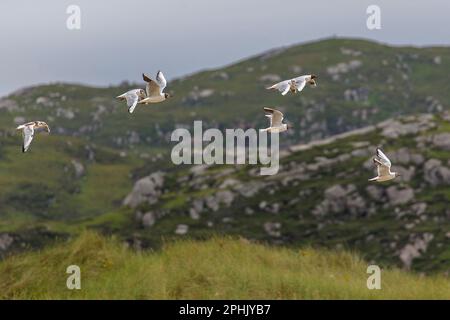 Gruppo di gabbiani che volano lungo Rocky Cliffs, Lewis, Isola di Lewis, Ebridi, Ebridi esterne, Western Isles, Scozia, Regno Unito, Gran Bretagna Foto Stock