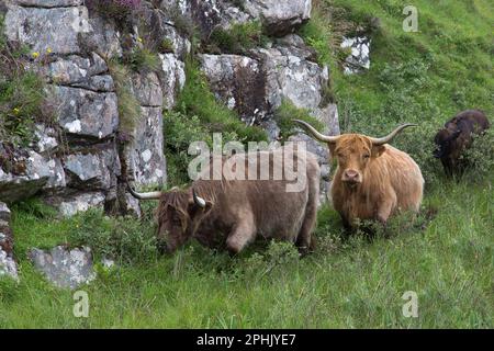 Allevamento di bovini delle Highland a piedi in High Grass, Lewis, Isola di Lewis, Ebridi, Ebridi esterne, Western Isles, Scozia, Regno Unito, Gran Bretagna Foto Stock