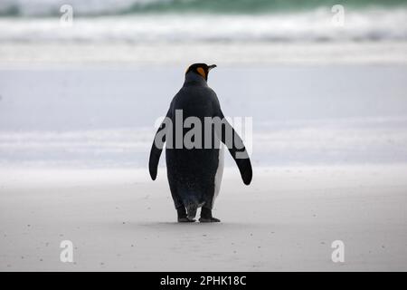 Re Penquins, Aptenodytes Patagonicus, a Volunteer Point nelle Isole Falkland. Foto Stock