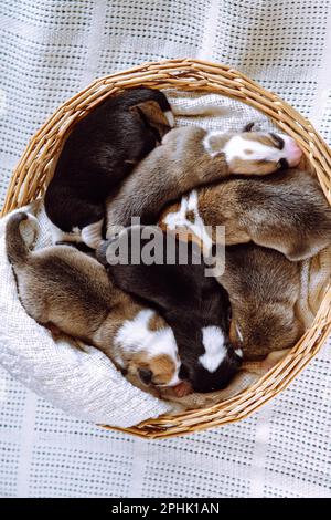 Vista dall'alto di diversi graziosi cuccioli di due mesi di cane pembroke corgi gallesi che dorme sognando in diverse pose nel cesto di vimini su plaid bianco. PET Foto Stock