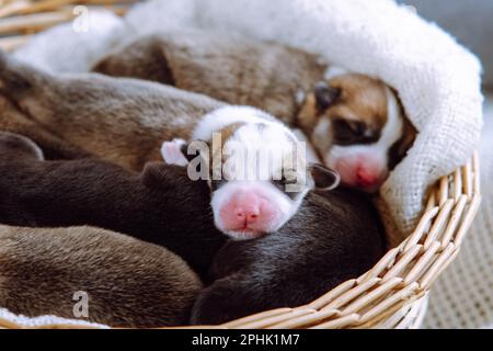 Primo piano di diversi dolci cuccioli di due mesi di cane pembroke corgi gallesi rilassante dormire sognando in diverse pose in cesto di vimini su bianco Foto Stock