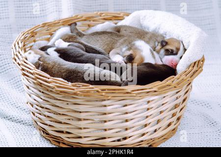 Ritratto di diversi incredibili cuccioli di due mesi di cane pembroke corgi gallesi rilassante dormire sdraiato in diverse pose in cesto di vimini su bianco Foto Stock