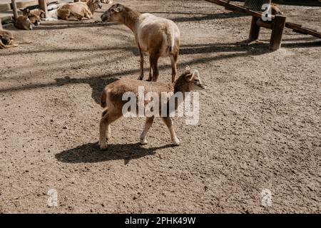 Un agnello che cammina tra le pecore che giacciono sul terreno nel Corral. Idea di concetto di industria animale Foto Stock