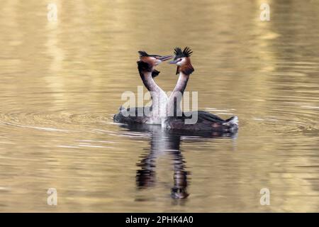 Un paio di grandi granate in acqua che eseguono un rituale corteggiante. Sono vicini e ci è spazio per la copia intorno loro Foto Stock