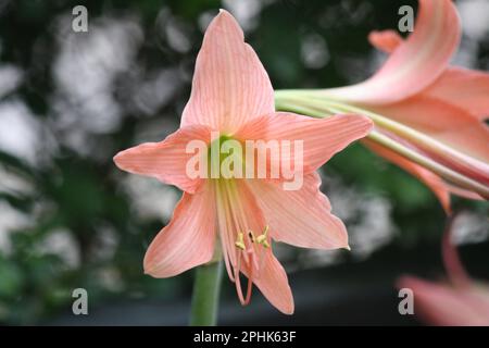 Giglio delle Barbados a strisce rosa (Hippeastrum striatum) in fiore : (pix Sanjiv Shukla) Foto Stock