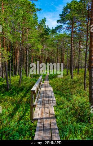 Sentiero forestale nel parco nazionale Soomaa in Estonia. Foto Stock