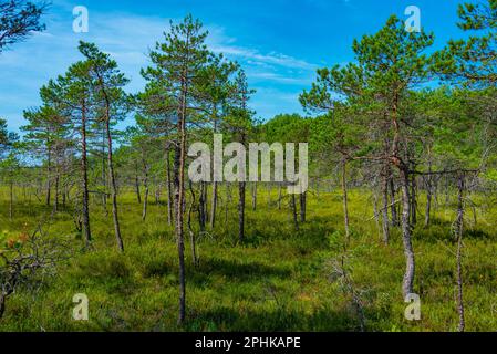 Sentiero forestale nel parco nazionale Soomaa in Estonia. Foto Stock