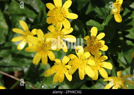 Fiori celandini minori in una foresta Foto Stock