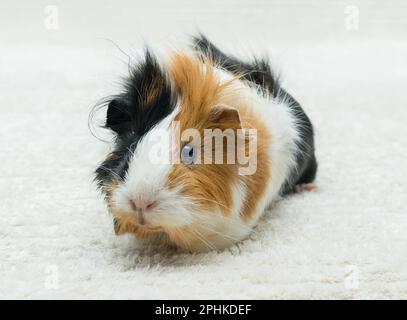 Rosetta di cavia, vista ravvicinata di cavia giovane su sfondo chiaro. Foto Stock