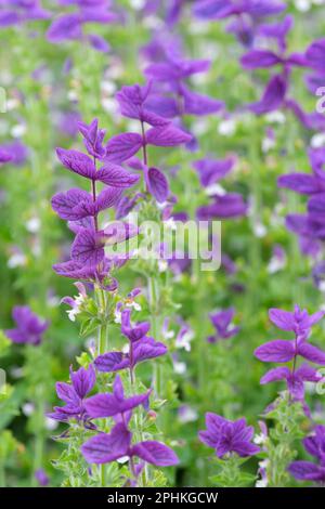 Salvia viridis Blue Denim, Salvia Blue Denim, Clary Sage Blue Denim, bushy annuale, Spikes fiori blu Foto Stock