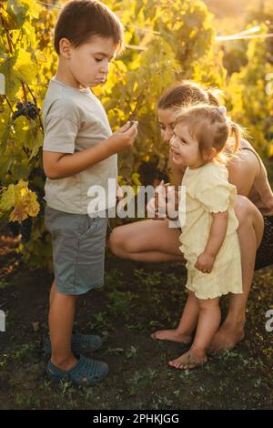 Madre con i suoi figli che si divertiva insieme a raccogliere l'uva al tramonto. Bellezza naturale. Ritratto di famiglia. Giardino natura. Madre natura. Foto Stock