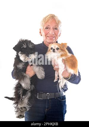 schnauzer in miniatura, chihuahua e donna di fronte a sfondo bianco Foto Stock