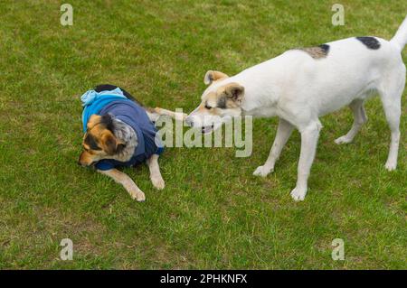bianco croce-razza cane barkig su un altro cane che sta indossando molto strano e cattivo stile abiti umani, mentre il riposo sul prato verde Foto Stock