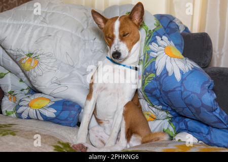 Ritratto di cane Basenji maturo annegare mentre seduto in divano umano Foto Stock