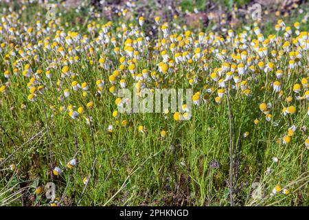 Chamaemelum nobile, comunemente noto come camomilla Foto Stock