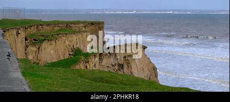 Erosione costiera delle scogliere di argilla dolce sulla costa orientale dello Yorkshire. REGNO UNITO. Foto Stock