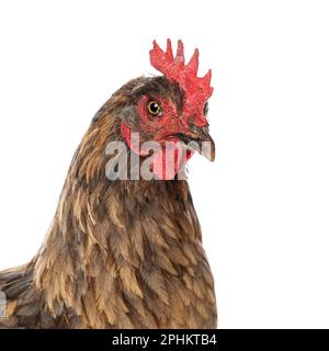 Araucana gallina di razza mista isolata su sfondo bianco Foto Stock