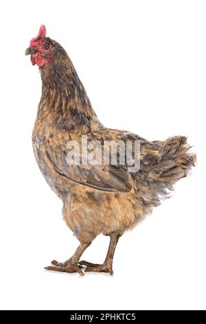 Araucana gallina di razza mista isolata su sfondo bianco Foto Stock