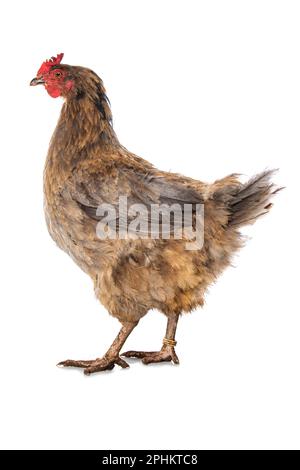 Araucana gallina di razza mista isolata su sfondo bianco Foto Stock