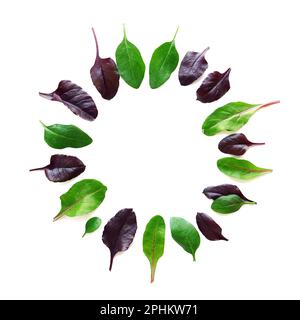Foglie miste di insalata con spinaci, bietole, basilico, su fondo bianco. Telaio piatto Foto Stock