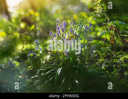 Bluebells gorwing all'ombra in una soleggiata primavera mattina in bosco inglese, erba e fiori selvatici che crescono tra gli alberi in macro, primo piano Foto Stock