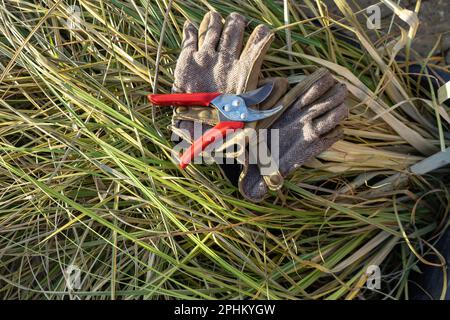 Forbici da giardino e guanti da giardino sdraiati su erba appena tagliata Foto Stock