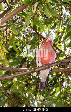 Una galà, altrimenti conosciuta come il gallo rosa e grigio o il gallo color rosa, Eolophus roseicapilla, arroccato in un albero di eucalipto in Tasmania. Foto Stock