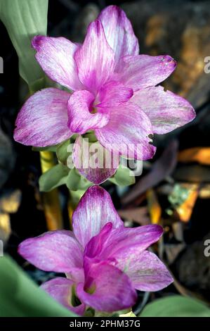 Primo piano dei bratti rosa e malva del giglio nativo australiano di Cape York, Curcuma australasica. Rizoma piantato in Queensland foresta pluviale impostazione. Foto Stock