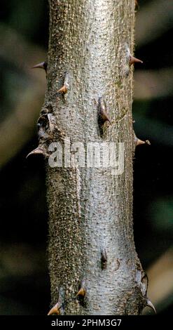 Spine sul gambo del fico del diavolo gigante, Solanum chrysotrichum, che cresce nel Queensland Australia. Erbacce ambientali, dall'America centrale. Pericoloso. Foto Stock