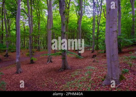 Sentiero escursionistico a MГёns Klint bianche scogliere in Danimarca. Foto Stock