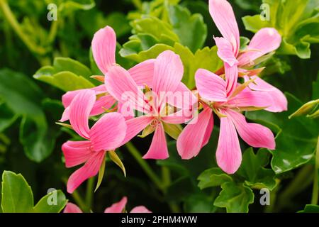 Geranio di Ivy-foglia. Pelargonium peltatum. Foto Stock