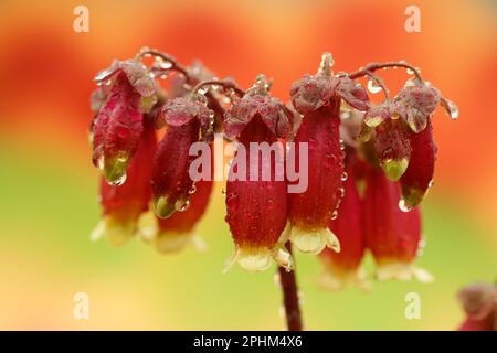 Kalanchoe hybr. Foto Stock