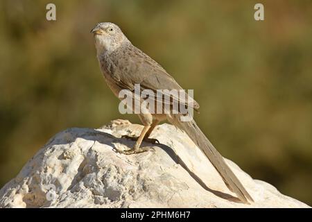 Babbler arabo, turdoides squamiceps, ritratto Foto Stock