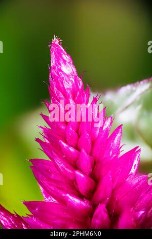 Macro fotografia di un fiore di celosia Foto Stock