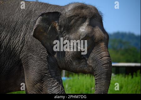 Ritratto di un elefante asiatico in profilo su uno sfondo di cielo blu e verde erba. Primo piano. Foto Stock