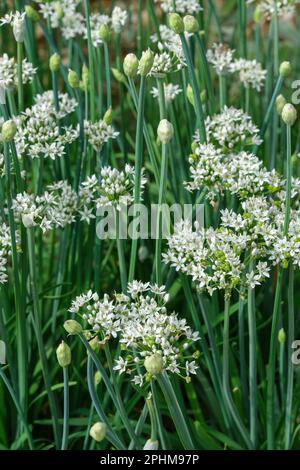 Allium tuberosum, erba cipollina cinese, foglie strette e commestibili, fiori bianchi a forma di stella Foto Stock