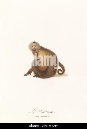 Antica scimmia illustrazione. Simia Capucina Foto Stock