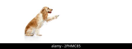 Immagine studio di bel cane, inglese cocker spaniel seduta e dando zampa su sfondo bianco. Banner Foto Stock