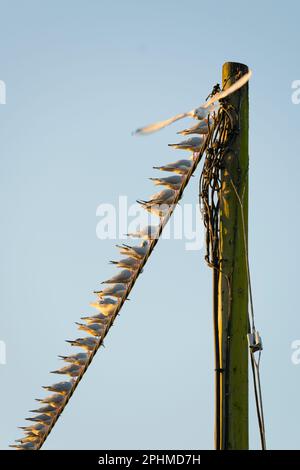 Che cosa prende per essere il boss grande, re della collina, se siete un gabbiano? Questo uccello superiore probabilmente non è il più bello, sexy o intelligente. Ma io Foto Stock