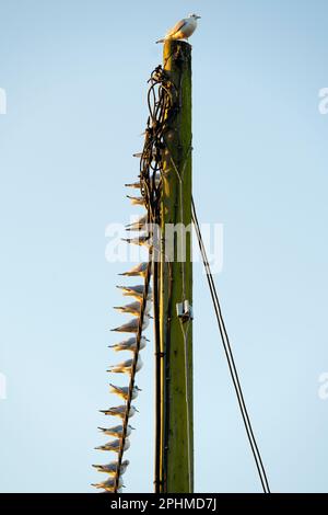 Che cosa prende per essere il boss grande, re della collina, se siete un gabbiano? Questo uccello superiore probabilmente non è il più bello, sexy o intelligente. Ma io Foto Stock