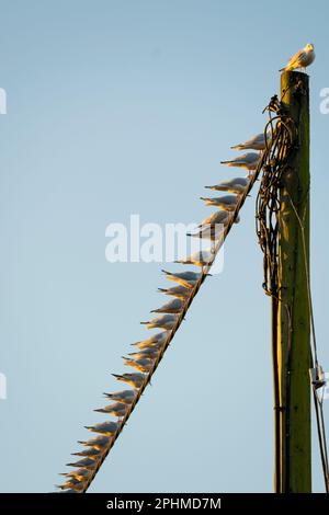 Che cosa prende per essere il boss grande, re della collina, se siete un gabbiano? Questo uccello superiore probabilmente non è il più bello, sexy o intelligente. Ma io Foto Stock