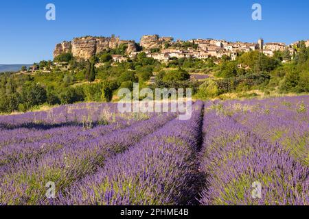 Il villaggio di Saignon in Provenza con campo di lavanda in estate. Vaucluse, Francia Foto Stock