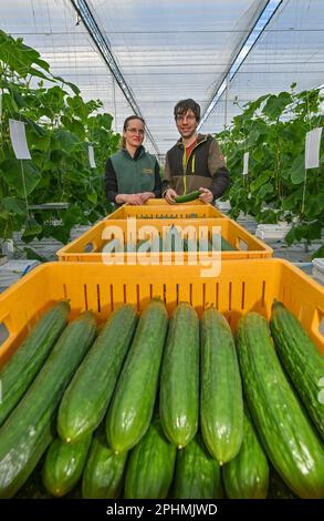 28 marzo 2023, Brandeburgo, Manschnow: Simone Rost e suo marito Markus Gläser, amministratore delegato di Fontana Gartenbau GmbH, si trovano nella nuova serra con cetrioli appena raccolti chiamati anche cetriolo di serpente. La serra all'avanguardia di 0,75 ettari sarà inaugurata ufficialmente il 31 marzo 2023. Circa 1,3 milioni di euro sono stati investiti nella costruzione della serra sostenibile. "La nostra nuova serra ha un'altezza verticale delle pareti di sei metri, che porta a un volume d'aria più grande e a un migliore controllo del clima e ventilazione delle colture di cetrioli", spiega Markus Gläser, gestendo la disastra Foto Stock
